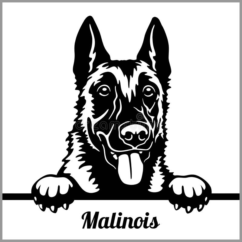 Malinois - σκυλιά κρυφοκοιτάγματος - - κεφάλι προσώπου φυλής που απομονώνεται στο λευκό διανυσματική απεικόνιση